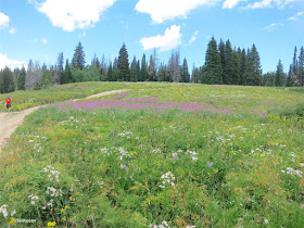 wildflowers, Dumont Lake, CO