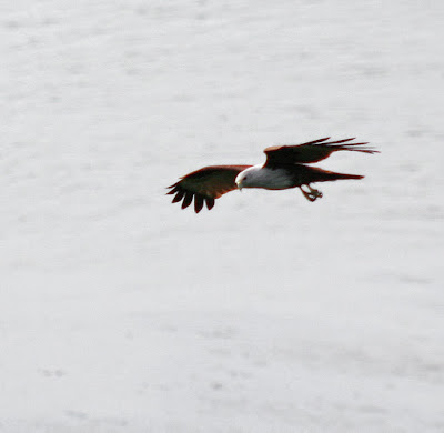 Eagle seen a Khao Khad View Tower