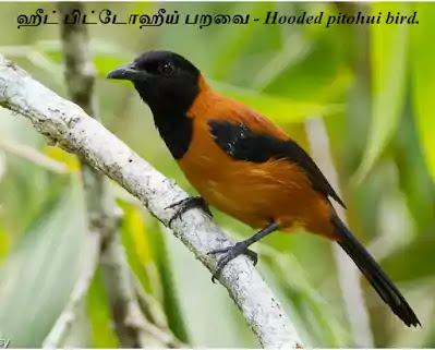 Hooded pitohui bird.