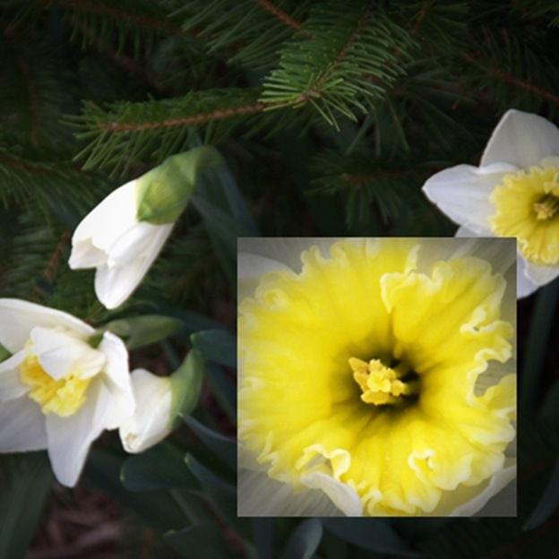 daffy11