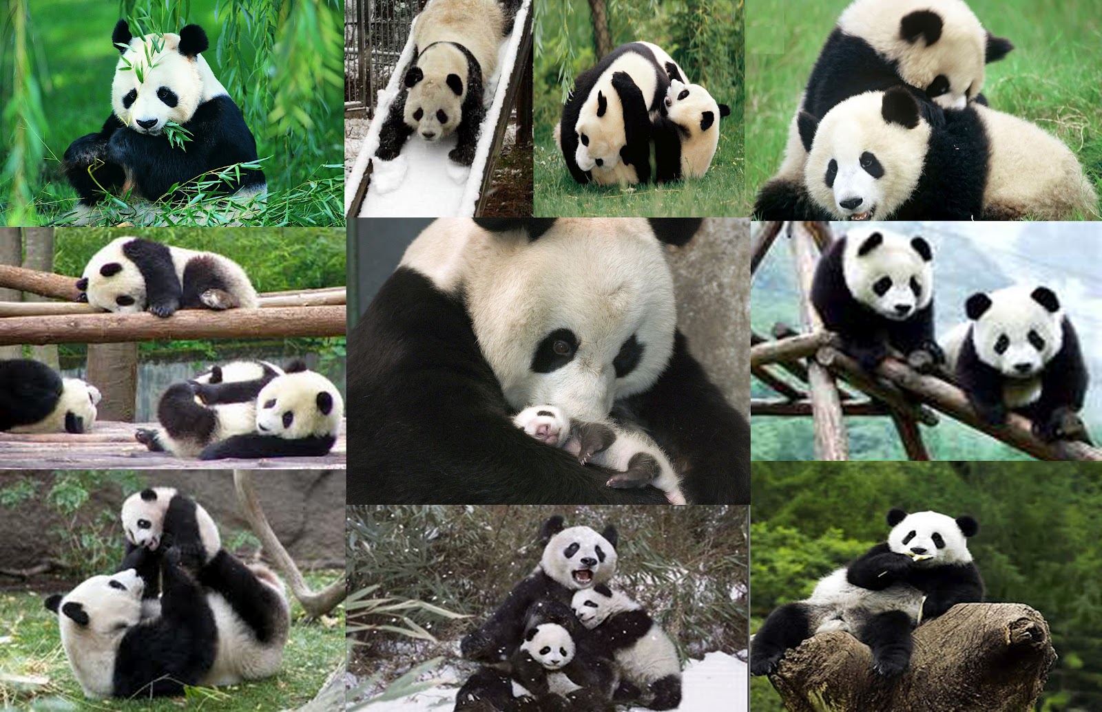 Cahaya Nurul Fakta Terunik dari Cieeee Lucu  Panda  
