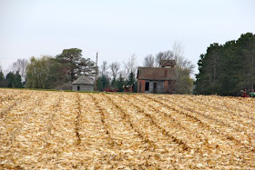 harvested corn field