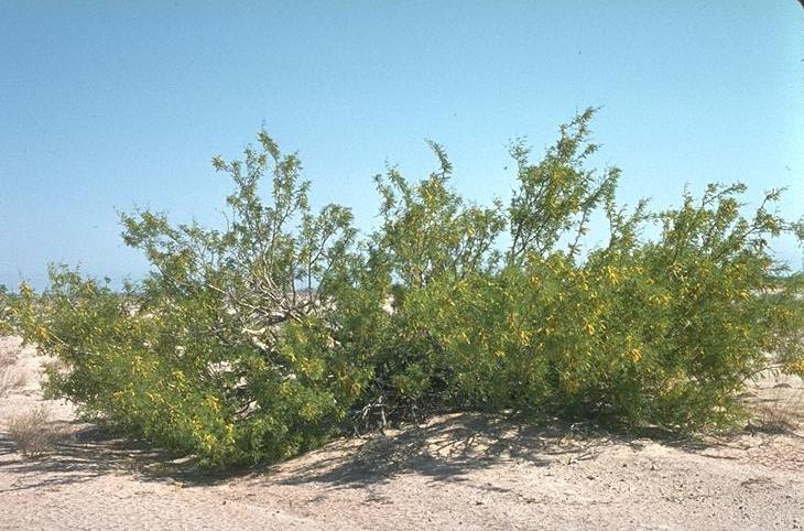 Прозопис железистый (Prosopis glandulosa, =Neltuma glandulosa)