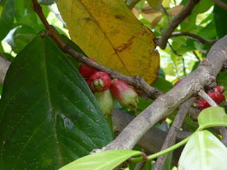 Syzygium malaccense - Jambosier rouge - Jambose