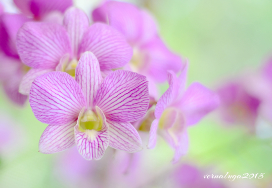 Dendrobium, Floral Photography by Verna Luga