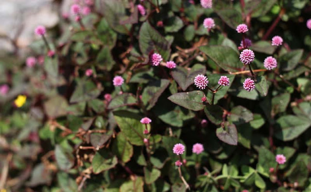 Persicaria Capitata Flowers Pictures