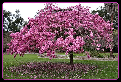 Dicas e cuidados sobre o Ipê-roxo (Tabebuia impetiginosa)