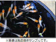 新春めだか福袋 19年 まだ間に合う はじめてのメダカ