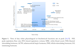 Time of Day When Physiological or Biochemical Functions Are At Peak