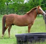 Barb Horses Breeds