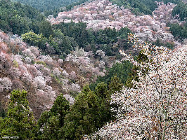 Yama-zakura (Prunus jamasakura) blossoms: Mt. Yoshino (Nara prefecture)