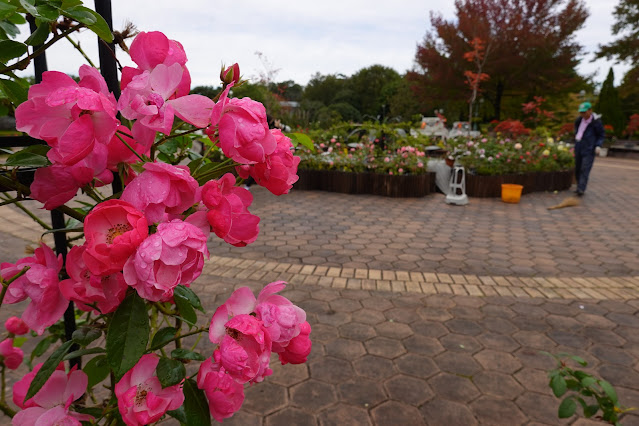 鳥取県西伯郡南部町鶴田　とっとり花回廊　バラ（薔薇）