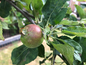 June fruitlet on Core Blimey apple tree