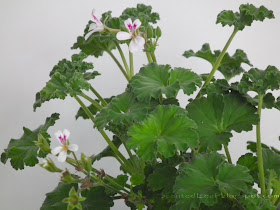 Tutti Fruity scented pelargonium flowers and leaves