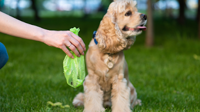 dog with owner and a poop bag full of poop