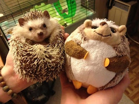 funny aniamls, hedgehog and his stuffed
