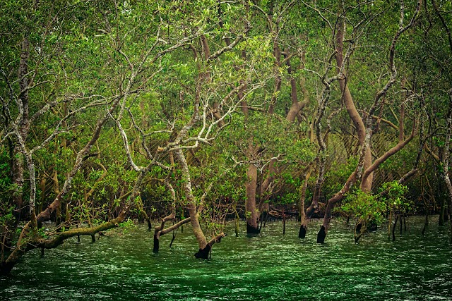 Sundarbans, Bangladesh - Most Beautiful Place in the World