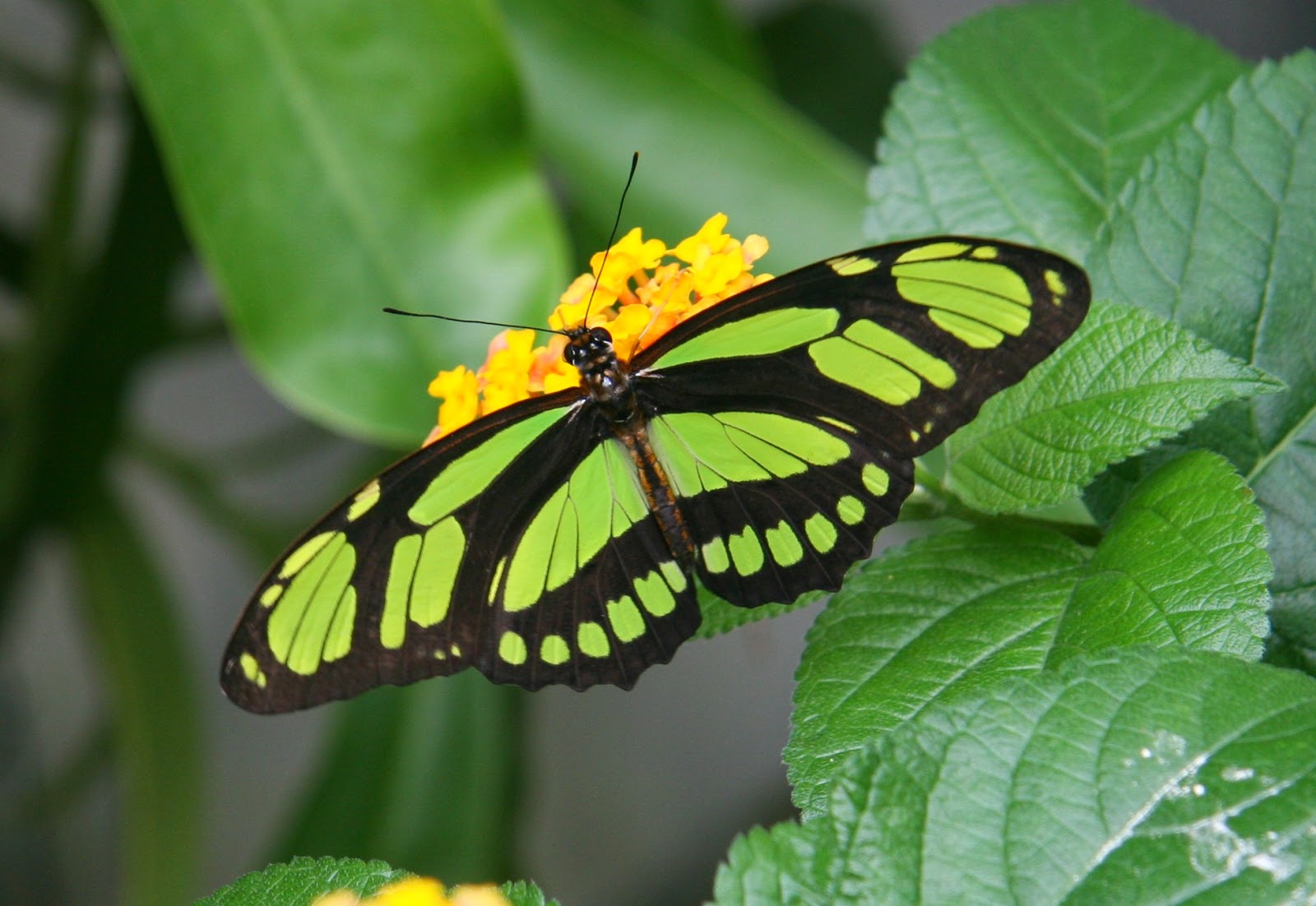 Blok888: Top 10 Most Beautiful Butterflies in the world