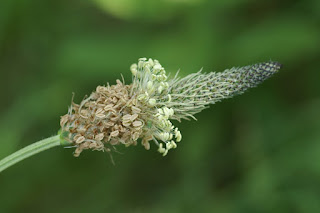 Plantain lancéolé - Plantago lanceolata