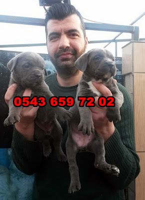 satılık cane corso yavruları ankara, ankaradan satılık cane corso yavruları, cane corso ilanları, sahibinden satılık cane corso yavruları ankara , cane corso yavruları fiyatları, satılık cane corso yavrusu fiyatları, cane corso yavru bakımı, cane corso yavru fiyatı, cane corso yavru fiyatları, cane corso yavru nasıl beslenir, cane corso yavru beslenmesi, cane corso yavru özellikleri, cane corso yavru eğitimi, cane corso satılık yavru, cane corso satılık yavru ankara, italyan mastiff cane corso yavruları satılık