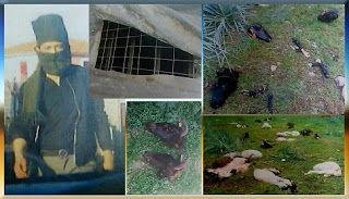 Εικόνες φρίκης γύρω από το Hotspot της Μόριας με σφαγμένα ζώα – Τι λέει ο Πρόεδρος του χωριού