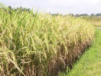 PETANI INDONESIA ITU LUAR BIASA