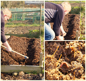 preparing the potato bed ~ growourown.blogspot.com