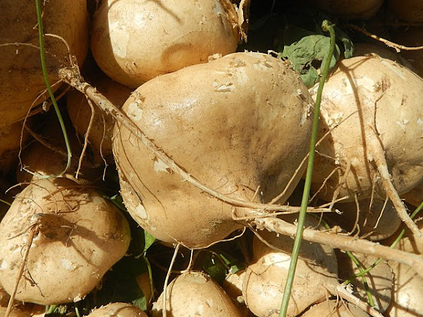 Maca Root Health Benefits and Side Effects