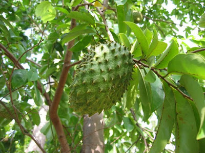 soursop for cancer