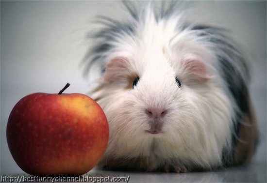 Cute and Funny Pictures of Guinea Pig.