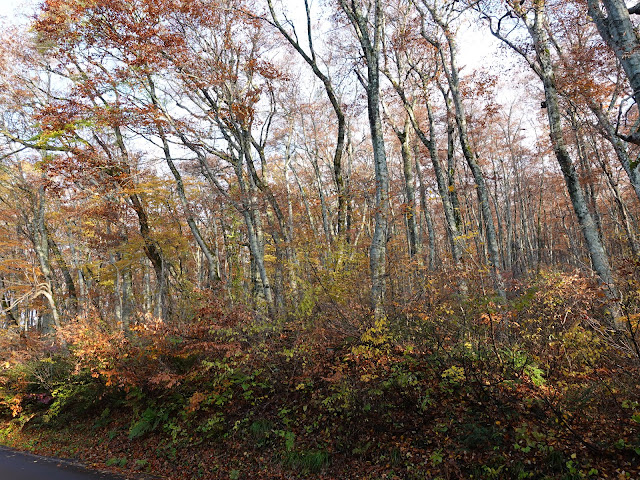 鳥取県道45号倉吉江府溝口線（大山環状道路）の紅葉