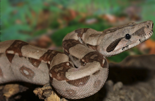 Cualidades Serpiente Horóscopo Chino, Aspectos Positivos Serpiente Horóscopo Chino, Características Serpiente Horóscopo Chino, Filantropía Serpiente Horóscopo Chino, Personalidad Serpiente  Horóscopo Chino, Fortalezas Serpiente Horóscopo Chino, Seguridad Serpiente Horóscopo Chino, Autosuficiencia Serpiente Horóscopo Chino, Vigor Serpiente Horóscopo Chino, Resistencia Serpiente Horóscopo Chino, Persistencia Serpiente Horóscopo Chino, Confianza Serpiente Horóscopo Chino, Tenacidad Serpiente Horóscopo Chino - Astrofuturoonline.blogspot.com