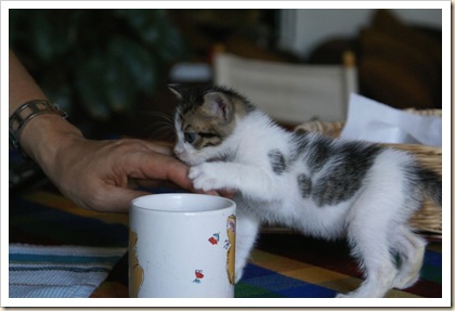 Una tazza di latte