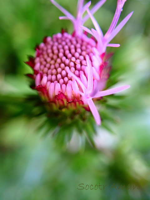 Cirsium oligophyllum