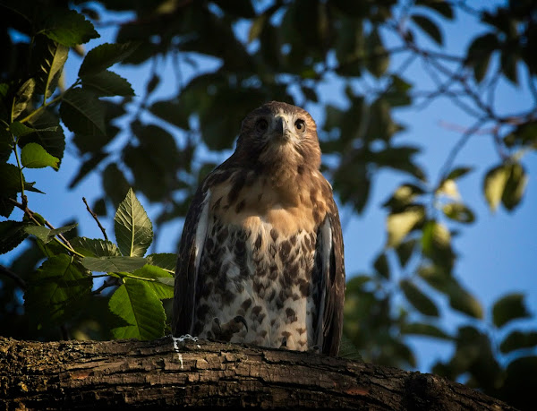 Tompkins Square red-tail fledgling 22