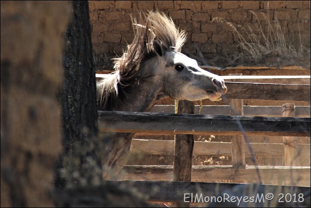 Caballo