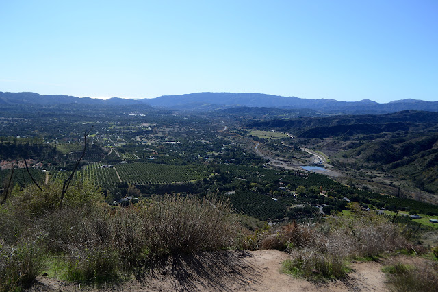 orange groves and city