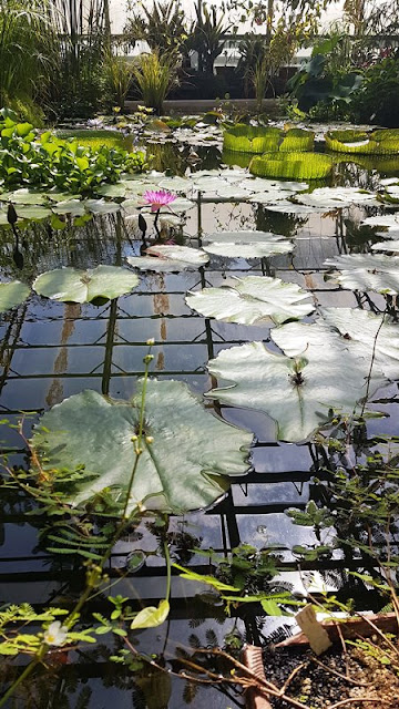 Waterlilies in a glasshouse