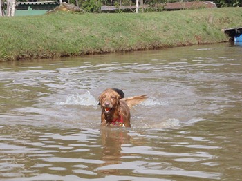 Pets Adventure 6 (12)