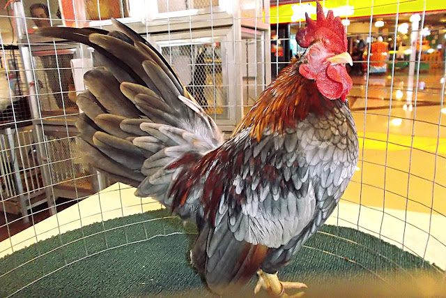 a Serama Chicken on display at at J-Mall, Mandaue City, Cebu