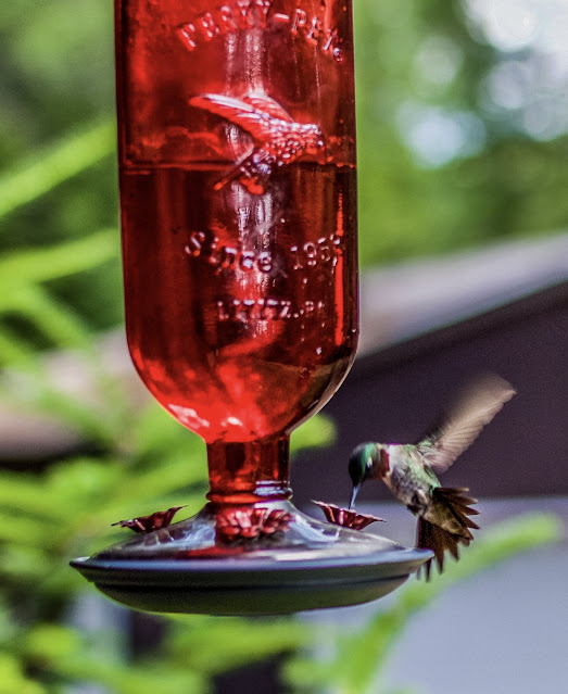 Hummingbird at feeder - www.goldenboysandme.com