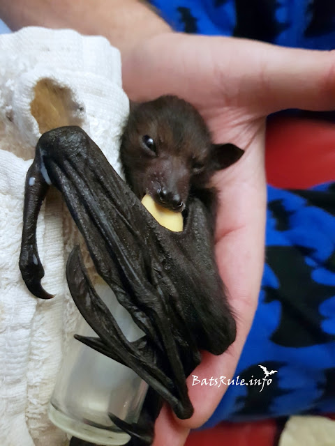 Rescue Megabat black baby male