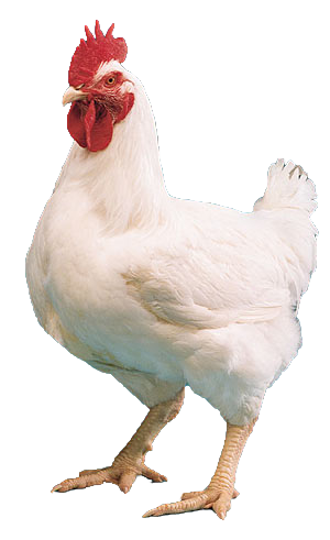 TIPS Mengolah Ayam  Broiler Agar Tidak Terlalu Berlemak 