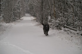 Bouvier des flandres