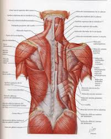 musculatura