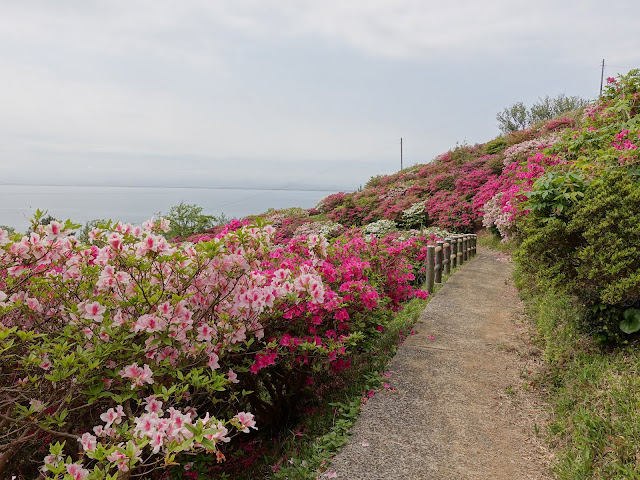 島根県松江市美保関町美保関　五本松公園　ツツジ（躑躅）