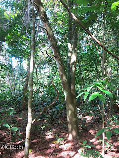 Pacific lowland rainforest, Costa Rica