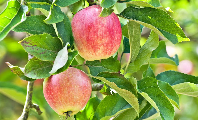 buah untuk obat asam urat