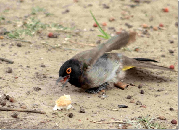 small bulbul grabbing