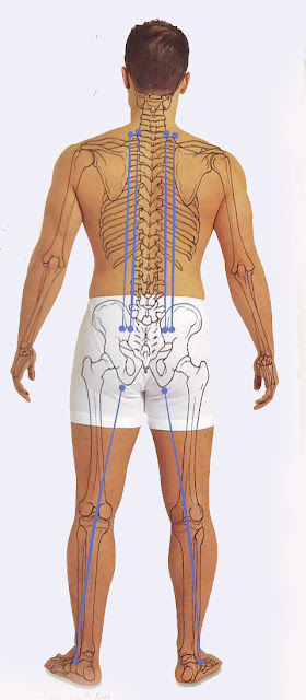 Sen channels on the legs and back